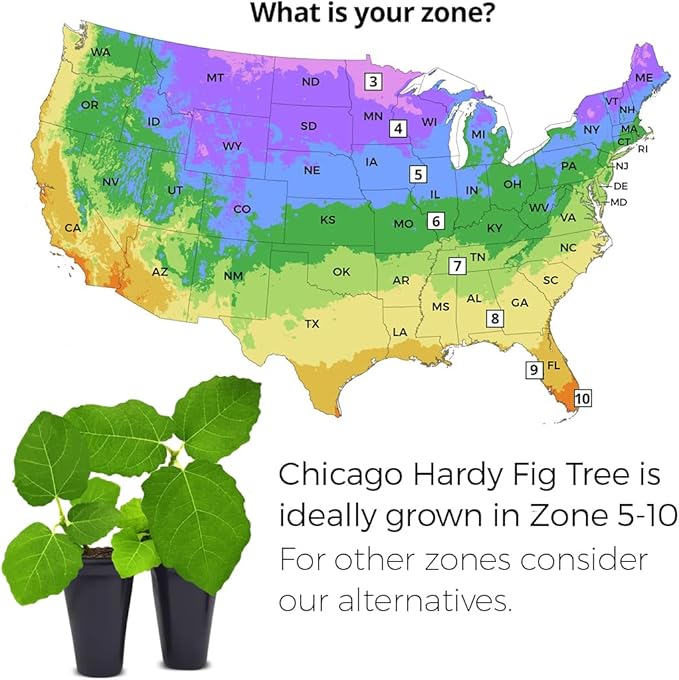 Fig Tree Chicago Hardy Live for Sale (4 Pack) | Cold Hardy Easy to Grow Plants | Edible Fruit Plant | Grow Your own Food on Your Edible Organic Garden| Live for Planting| No Seeds