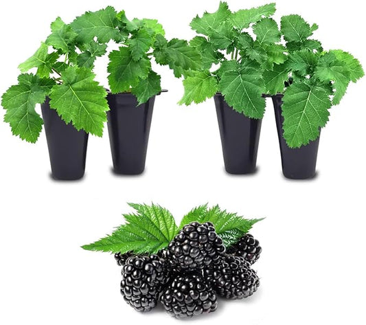 BlackBerry Plant Freedom-Ark (4 Pack) | Live Fruit Plant for Planting | Thornless & High-Yielding Variety | Large, Sweet & Juicy Berries | Perfect for Fresh Eating & Organic Gardens | Easy to Grow