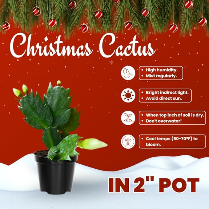 Pink Christmas Cactus Plants Live in 2 Inch Pot, Vibrant Christmas Cactus Blooms, Perennial Holiday Cactus Plant Flower Succulent Houseplant