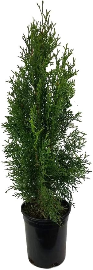Emerald Green Arborvitae Tree ( Thuja ) - Live Plant - Trade Gallon Pot