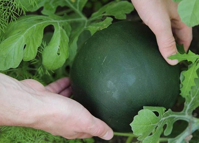 Watermelon Black Beauty Early Rare Giant Fruit Heirloom Organic Non-GMO
