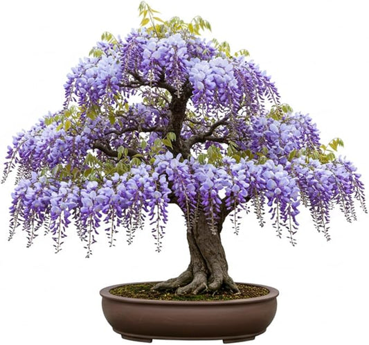 Chinese Wisteria Bonsai Tree Seedling for Planting - 1 Year Old Well Rooted Seedling - Fast-Growing Ornamental Tree with Violet-Purple Flowers and Fragrant Sweet Scent