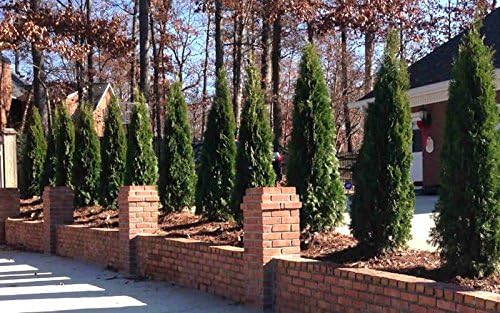 Two Pack of Emerald Arborvitae - 2 Live Plants Shipped 1 to 2 Feet Tall by DAS Farms (No California)