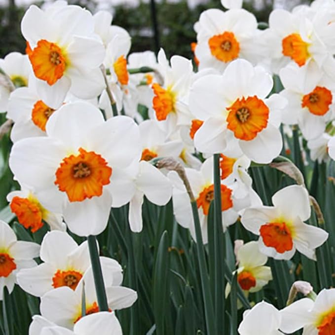 Geranium Tazetta Daffodil Flower Bulbs - 10 Bulbs per Pack - Pleasantly Scented - Deer Resistant - Good as Cut Flowers - Grows Indoors - Grows Well in Containers - Perennializing - Grow Live Plants