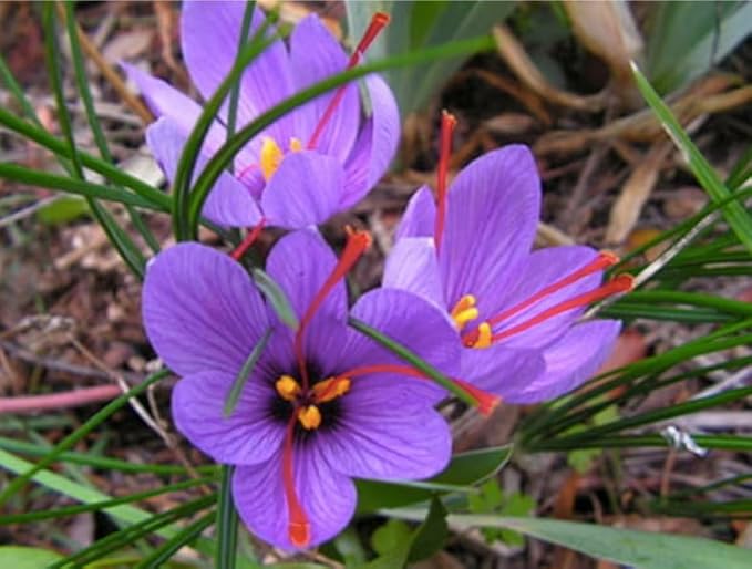 20 Large Saffron Crocus Sativus Corms for Planting - Premium Saffron Crocus Bulbs with Instructions Included - Grow Your Own Saffron Plant with Saffron Corms - Crocus Sativus Bulbs