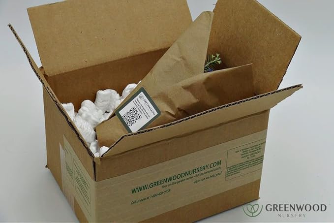 Greenwood Nursery: Live Perennial Plants - ARP Rosemary + Rosmarinus Officinalis - [Qty: 2X 3.5 Pots] - (Click for Other Available Plants/Quantities)