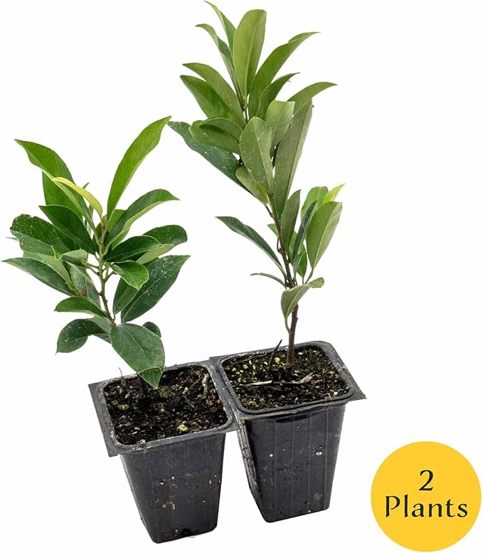 2 Dwarf Carolina Cherry Laurel in 3.5” Nursery Cubes (Prunus caroliniana ‘Compacta’) | Evergreen Shrub for Privacy Hedges, Screens, and Ornamental Landscaping | Ready-to-Plant Live Starter Plants