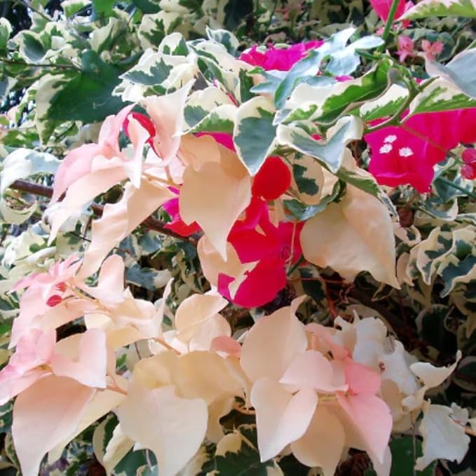 2 Bougainvillea Plants Live, Trailing Flowering Vines, 5-9” Tall, Well-Rooted Bougainvillea Trees for Outdoor Garden or Patio (Raspberry Ice Bougainvillea)