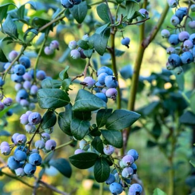 Legacy Blueberry Plant Live for Planting, 4-8 Inch Tall Starter Plant, Hardy Blueberry Bush for Garden or Patio