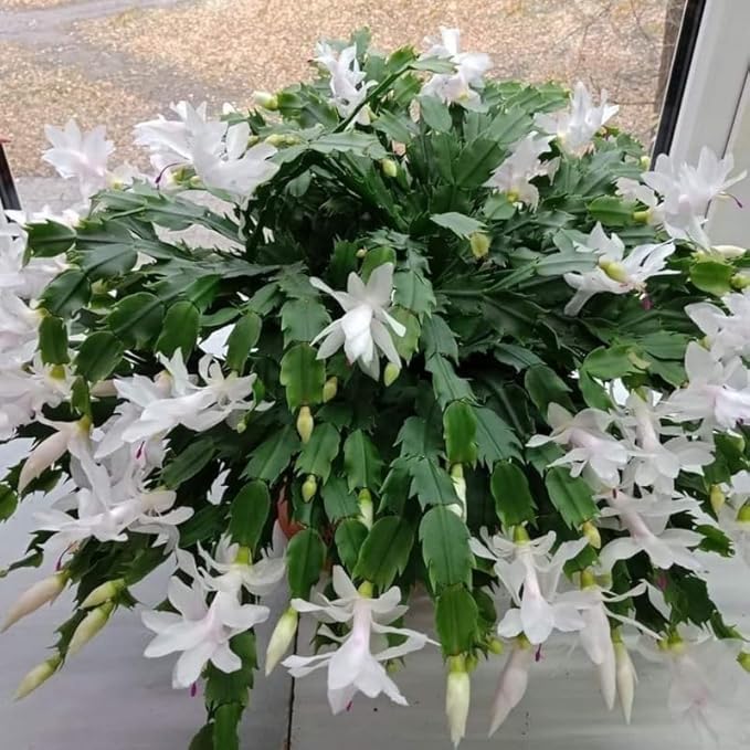Thanksgiving Cactus Plants Live in 4" Pot, Holiday Christmas Cactus, Colorful Indoor Houseplant, Zygocactus Like, Ready to Bloom (White)