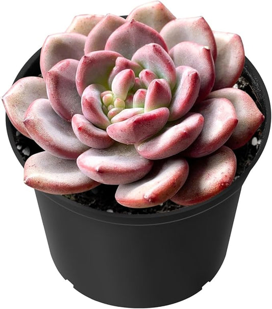 Sprout N Green Echeveria Ariel, Rare Live Succulent Plant Fully Rooted in 2" Planter with Soil, Home Office Indoor Outdoor Wedding Decoration DIY Projects Party Favor