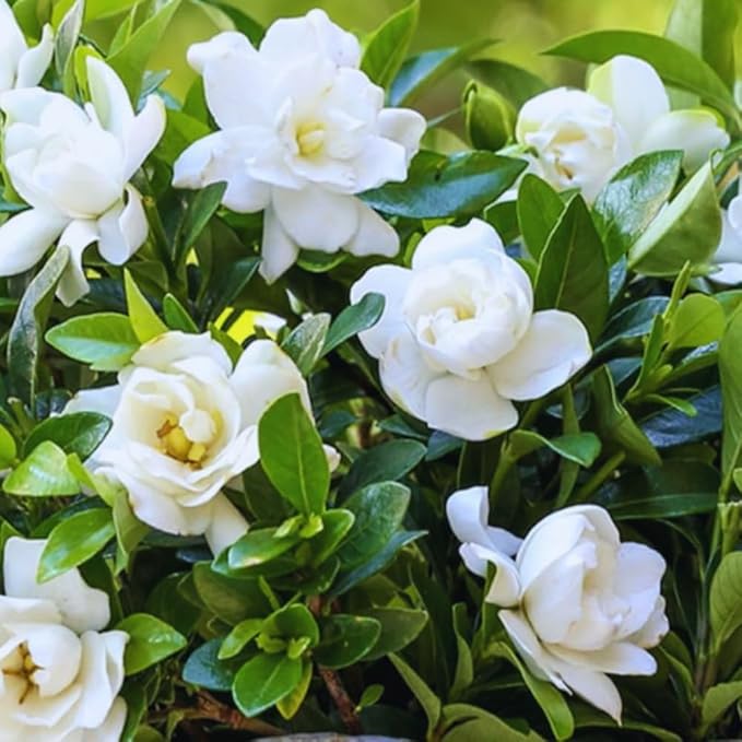3 Frostproof Cape Jasmine Plants Live, 5 to 8 Inches Tall, Gardenia Jasmine Vine Plant for Gardening and Outdoor Patio