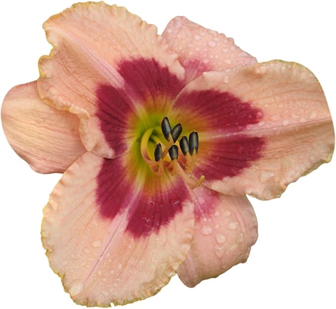 Easy to Grow Daylily Wineberry Candy 3 Plant Divisions - Hemerocallis Pink Flowers in Summer, Full Sun Outdoor Zones 3-9