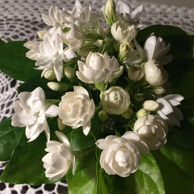 Jasmine Plants Live, Set 3 of Sambac Arabian Jasmine Live Plants, 5 Inches to 7 Inches Long, Plant for Indoors Or Outdoor Gardening
