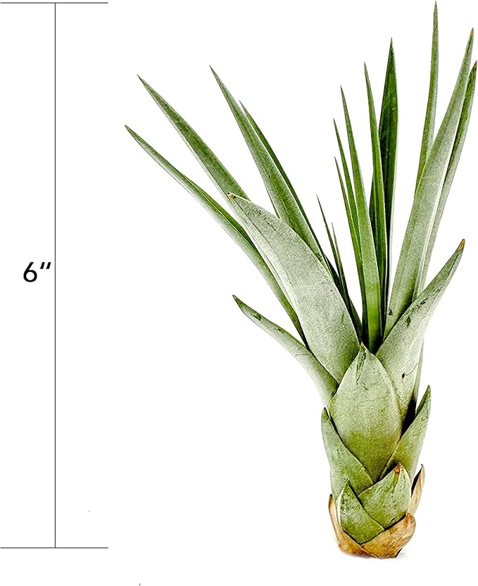 ragnaroc Air Plants - Tillandsia Fasciculata Tricolor, Large 4-6" - 5ct - Live Arrival Guaranteed - House Plants for Home Decor & Gift