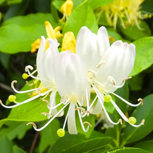 Set 2 Fragrant Honeysuckle Plants Live, Live Honeysuckle Plants 5-9" Tall Vines Bushes Climbing for Planting (Gold White)