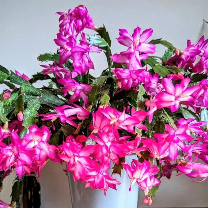 Set 2 Christmas Cactus Plants Live, Hanging Baskets Houseplants, Holiday Cactus Indoor Plants Live Well-Rooted 4-9" Tall, No Pot (Pink)