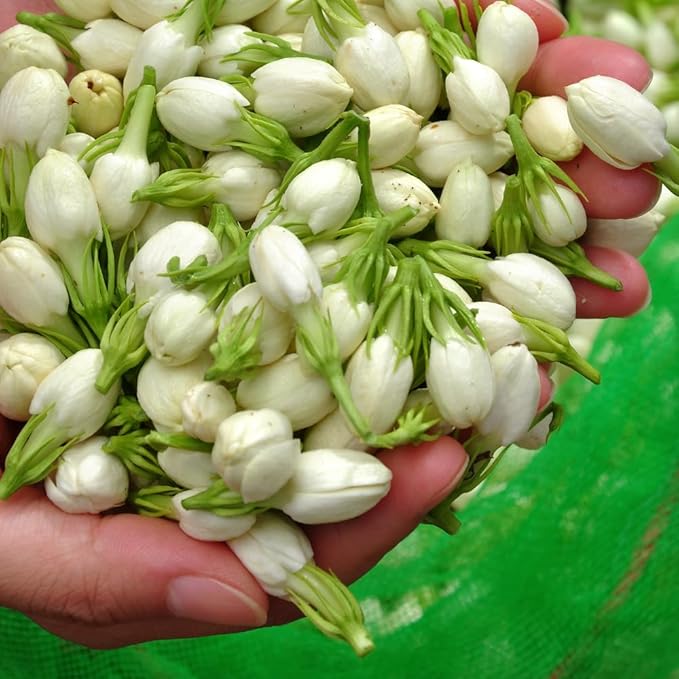 Jasmine Plant, Fragrant Jasmine Flower Vine 4-8 Inches Well Rooted for Container, Hanging Basket Growing (Maid of Orleans)