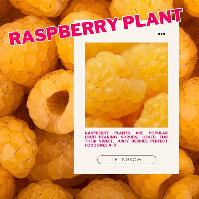Set 2 Fall Gold Raspberry Plants Live, Raspberry Trees Live Plants, Raspberry Seedlings, 5-9 Inc, Raspberry Fruits Trees