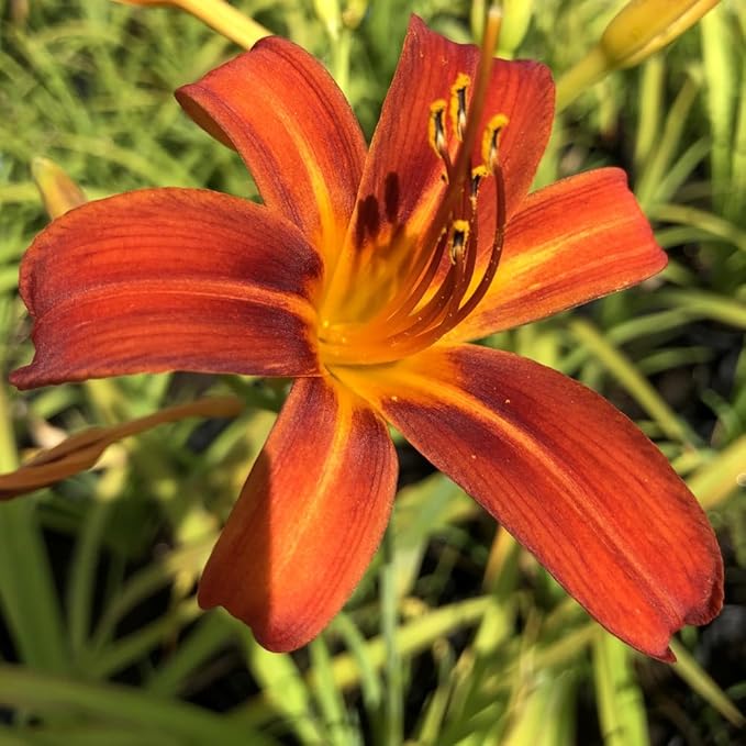 3 Orange Daylily Bulbs for Planting, Reblooming Daylilies Bulbs, Perennial Flowers Bulbs