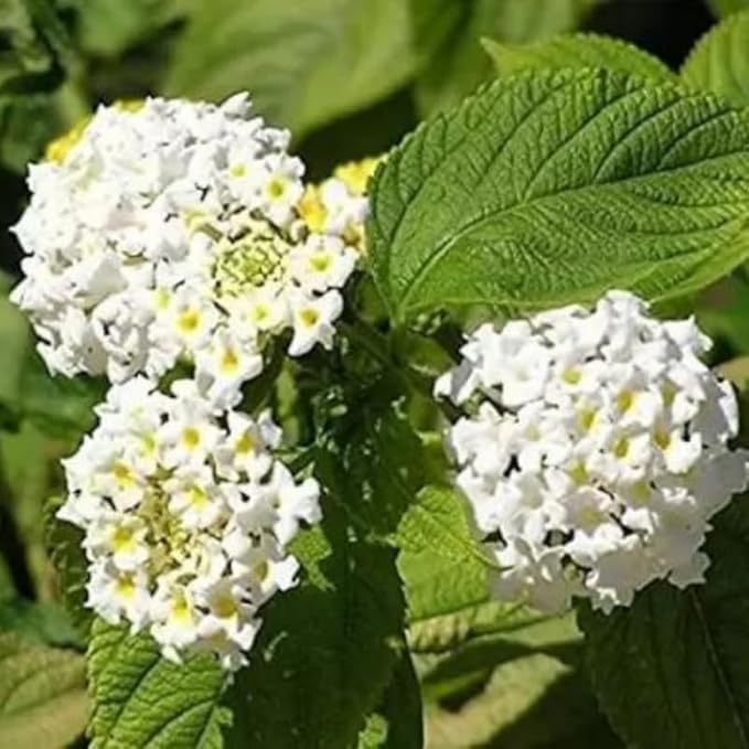Pack 2 White Trailing Lantana Plants Live for Planting Outdoors, 2 to 5 Inch Tall, Live Lantana Plants Well Rooted, Fragrant Flowers