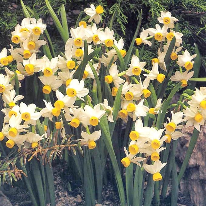 Canaliculatus Daffodil Flower Bulbs Jumbo Pack - 50 Bulbs per Pack - Deer Resistant - Good as Cut Flowers - Good for Indoor Forcing - Grows Well in Containers - Naturalizing - Perennializing