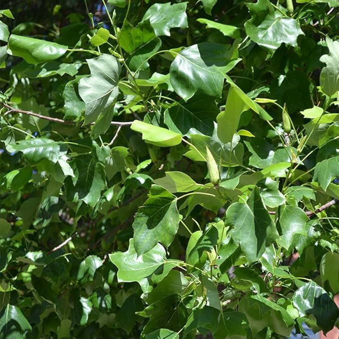 Tuliptree (Liriodendron tulipifera) – 1 Gallon Potted – Fast-Growing Flowering Shade Tree | Arbor Day Foundation (Due to Agricultural Laws, Unavailable to CA or AZ)