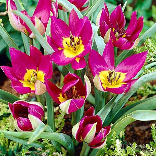 Persian Pearl Botanical Tulips Flower Bulbs - 25 Bulbs per Pack - Deer Resistant - Grows Well in Containers - Naturalizing - Perennializing