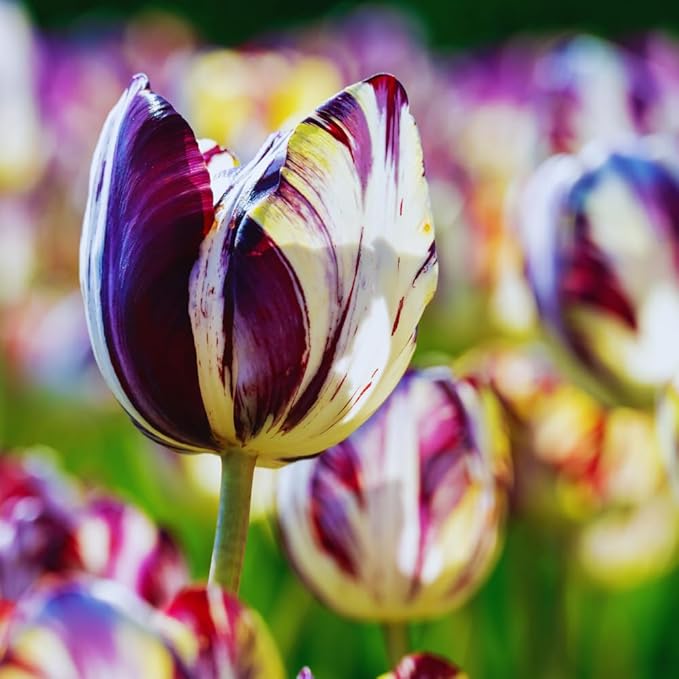 15 Mixed Tulip Bulbs for Fall Planting, Tulip Spring Flower Bulbs Perennial Outdoor, Colorful Blooms Groundcover Bulb