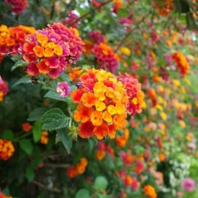 Pack 2 Tri-Colored Lantana Plants Live for Planting Outdoors, 2 to 5 Inch Tall, Lantana Plants Live, Well Rooted