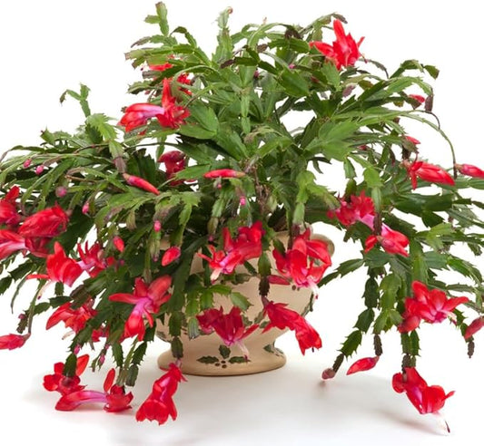 True Thanksgiving Cactus Plant Live in 4" Pot, Ready to Bloom, Holiday Christmas Cactus Plants Live, Red Blooms