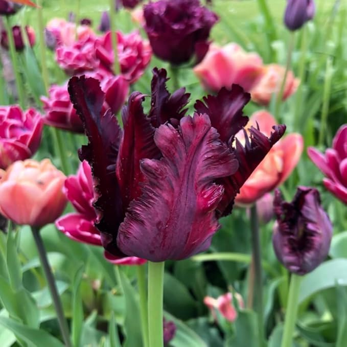 20 Tulip Bulbs for Fall Planting, Top Size Tulips Bulbs Perennial Flowers, Vibrant Spring Blooms, Easy Fall Planting (Black Tulip Collection)