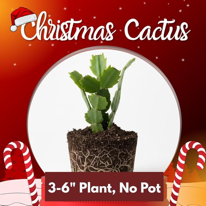 Orange Christmas Cactus Plant, 3-6" Tall Colorful Holiday Cactus Houseplant Easy Care Tropical Flowering Succulent Live Plants, Well Rooted, No Pot