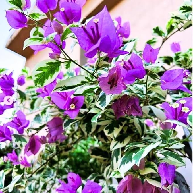 2 Bougainvillea Plants Live, Trailing Flowering Vines, 5-9” Tall, Well-Rooted Bougainvillea Trees for Outdoor Garden or Patio (Blueberry Ice Bougainvillea)