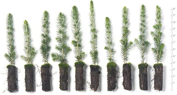 White Spruce Live Tree Seedling Plugs | 6"-12" | Arbor Day Foundation (10-Pack)