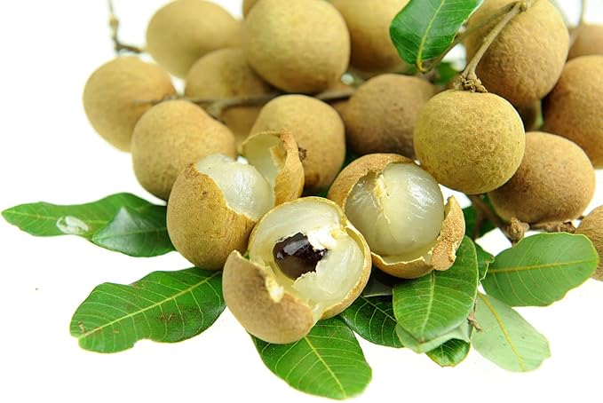 Longan Tropical Fruit Seeds for Planting Outdoor Garden Container, Non-GMO (10)