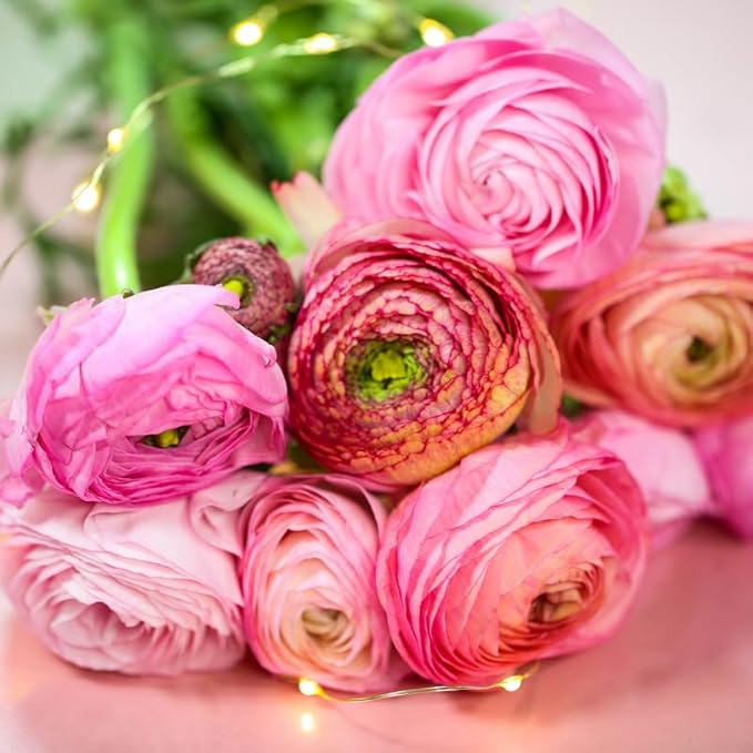 Ranunculus Bulbs for Planting, 25 Aviv Pink Ranunculus Bulbs for Fall Planting, French Peony Ranunculus Corms Bulk Ranunculus Flowers Buttercups, Butterfly Ranunculus Bulbs to Grow