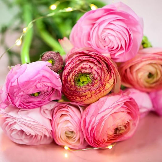 Ranunculus Bulbs for Planting, 25 Aviv Pink Ranunculus Bulbs for Fall Planting, French Peony Ranunculus Corms Bulk Ranunculus Flowers Buttercups, Butterfly Ranunculus Bulbs to Grow