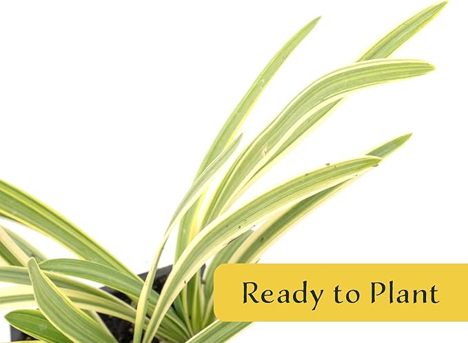 4 Pacific Grove Agapanthus in 3.5” Nursery Cubes (Agapanthus ‘Pacific Grove’) | Variegated Evergreen Perennial for Borders, Beds & Containers | Ready-to-Plant Live Starter Plants