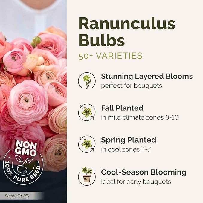 Eden Brothers Ranunculus Bulbs - Picotee Mix