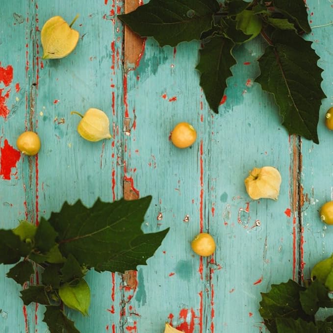 Cossak Pineapple Ground Cherry - 50 Seeds - Delicious Fruity Flavor, Great for Pies & Preserves, Non-GMO Ground Cherry Seeds for Planting in The Home Garden, Thresh Seed Company