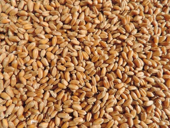 Thunder Acres 4 Seed Sample Pack - Wheat, Oat, Rye, Barley