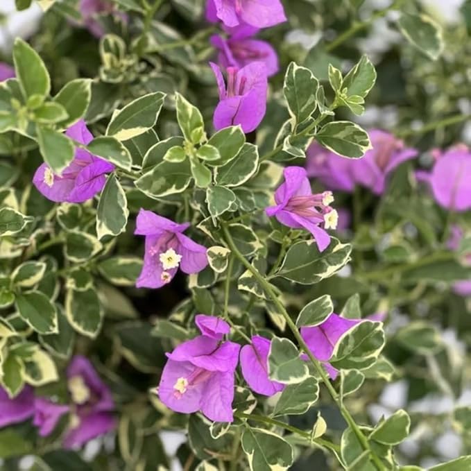 2 Bougainvillea Plants Live, Trailing Flowering Vines, 5-9” Tall, Well-Rooted Bougainvillea Trees for Outdoor Garden or Patio (Blue Ice Bougainvillea)
