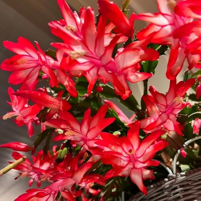 Set 2 Christmas Cactus Plants Live, Hanging Baskets Houseplants, Holiday Cactus Indoor Plants Live Well-Rooted 4-9" Tall, No Pot (Red)