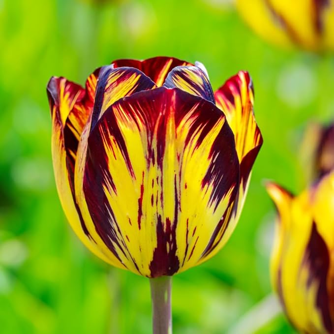 15 Mixed Tulip Bulbs for Fall Planting, Tulip Spring Flower Bulbs Perennial Outdoor, Colorful Blooms Groundcover Bulb