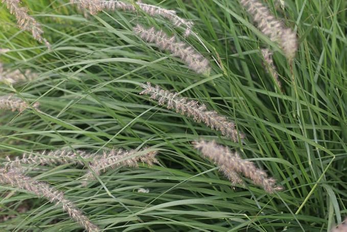 Native Grass Seed Blend - Big Bluestem, Little Bluestem, Indiangrass, RC Big Rock Switchgrass (8, Ounces)