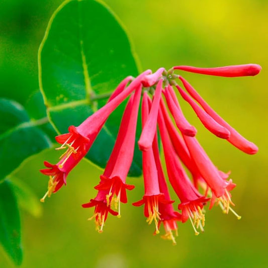 2 Mix Honeysuckle Plants Live, Fragrant Honeysuckle Climbing Vine for Garden, Trellis, or Fence, Starter Plugs 4-8 Inch (Red Blooms)