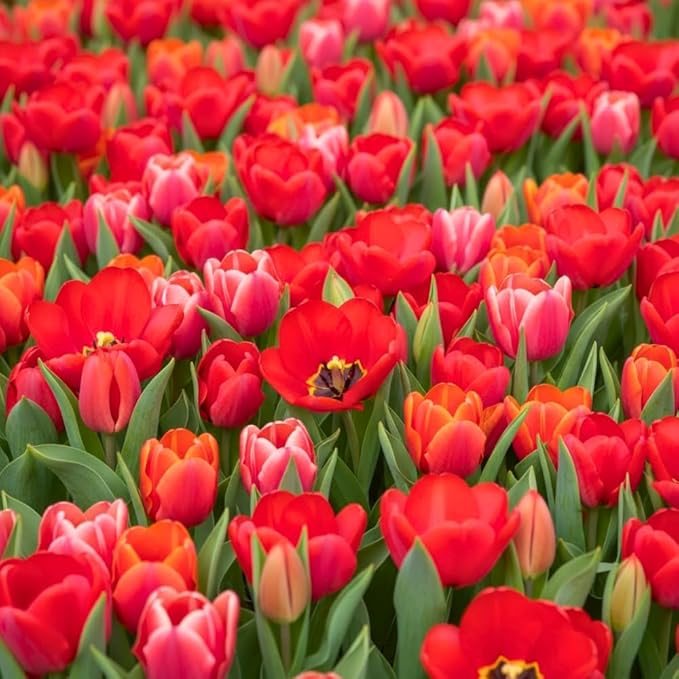 20 Tulip Bulbs for Fall Planting, Top Size Tulips Bulbs Perennial Flowers, Vibrant Spring Blooms, Easy Fall Planting (Red Tulip Collection)