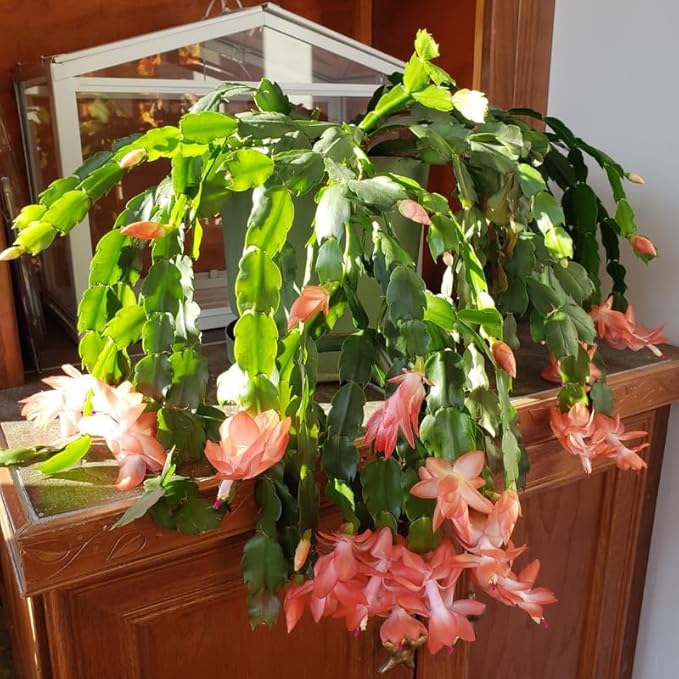 2 Live Salmon Christmas Cactus Plants, Salmon Christmas Cactus Plants Live, 4 to 6 Inch, Bare Root, Perennial Flower Holiday Succulent Plant, No Pot