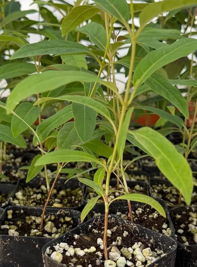 Eucalyptus Plant, Starter Eucalyptus Plant Live in 2.5" Pot, Cold Hardy, Fragrant Foliage, Ready to Grow Indoor Outdoor (Rainbow Eucalyptus)